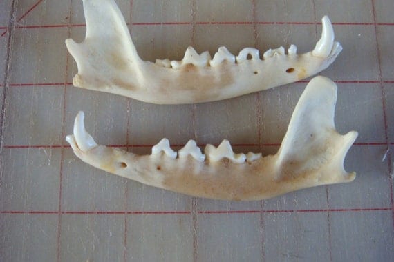 2 Real Red Fox jawsboneskullteethparts by GoodtradeKevin on Etsy