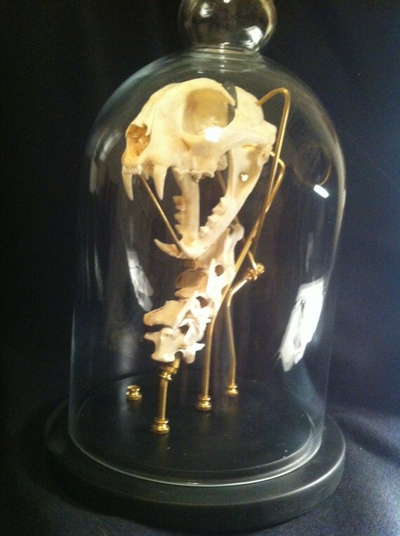 Bobcat Skull with Spine Glass Mount by OddlyCustomCreations