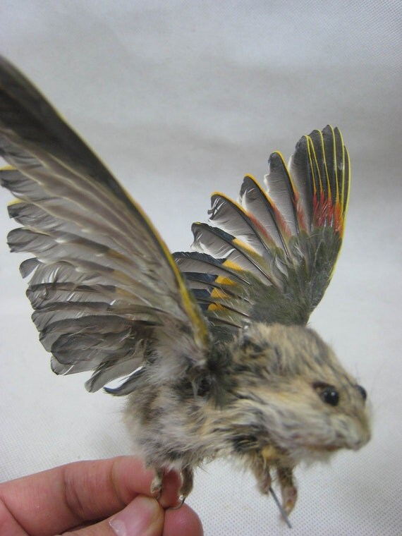 Taxidermy hamster with wings for sale ideal birthday gift ever
