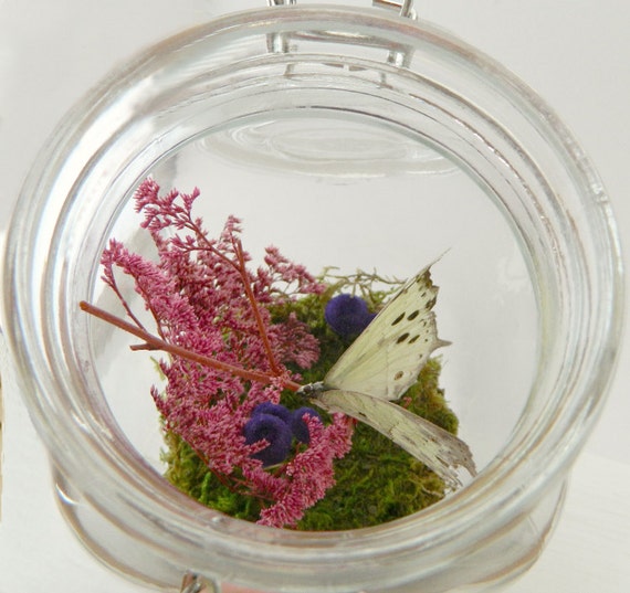 Butterfly Terrarium Kit Glass Display with Real Butterfly