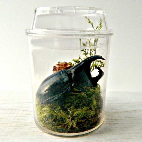 Bug Terrarium Kit for Kids Real Insect Specimen Educational