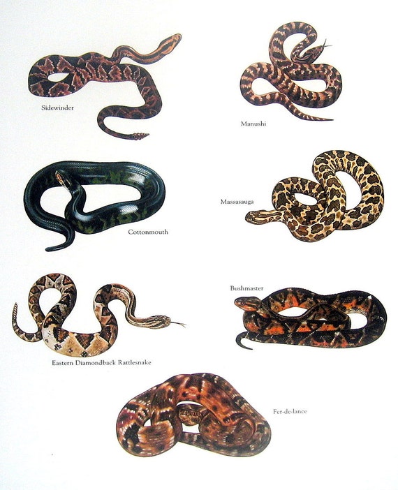 Items similar to Pit Vipers Snakes - Sidewinder, Cottonmouth, Eastern ...