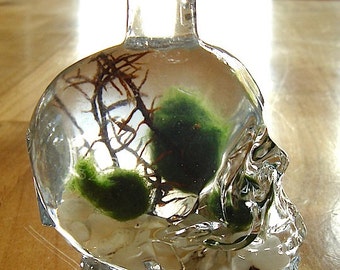 Tiny Skull Bottle with Nano Marimo Balls in Unique Terrarium