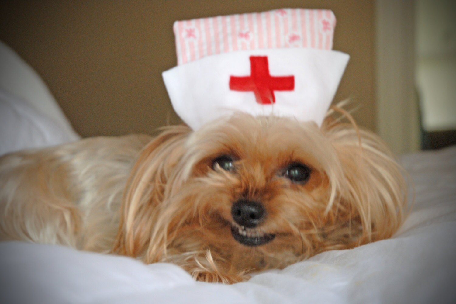 CANDY STRIPER or NURSE Dog Hat choose up to 20 lb dog or