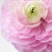 2013 Ranunculus Photo Calendar - 4 x 6 Mini Desk Photography Calendar, New Years, Wall Decor