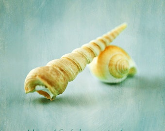 Sea Shell wall art, Coastal decor, Living room art, Seashell decor, Bedroom art // Seashell Still Life No. 1