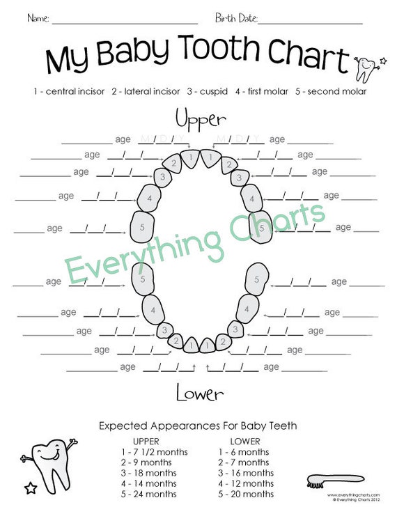 Baby Tooth Chart PDF/Printable