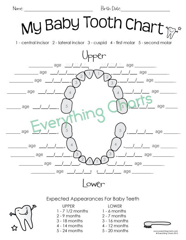Baby Tooth Chart PDF/Printable