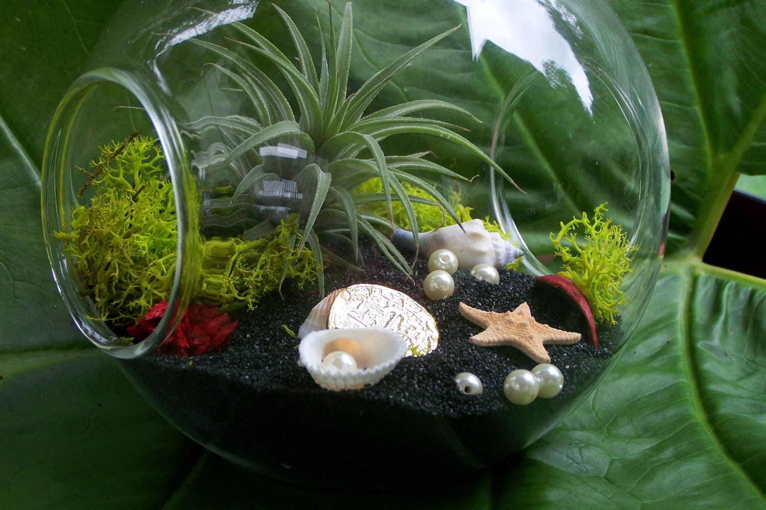 Air Plant Terrarium on Black Beach Sea Shells Pearls Gold