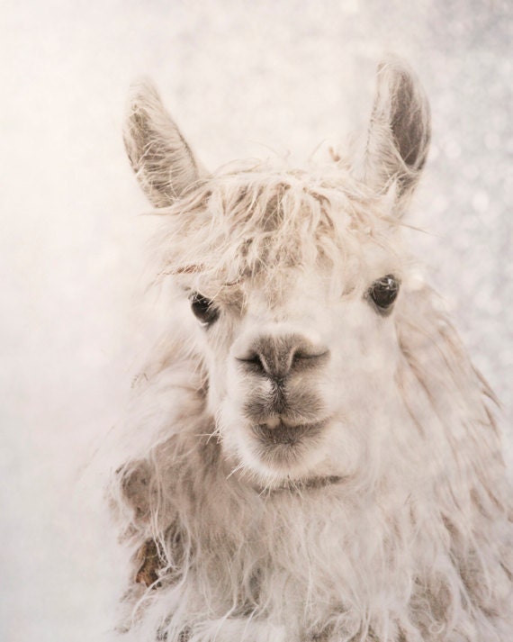 Alpaca ears up photography animal photography magical alpaca