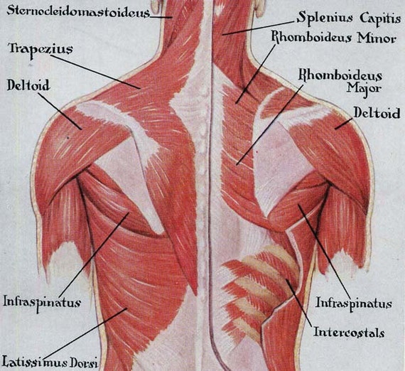 Muscles Back Posterior Human Anatomy Vintage Medical Chart