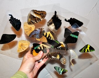 Laminated Sheet of Real Butterfly Wings