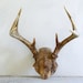Vintage Deer Antlers with Skull Piece