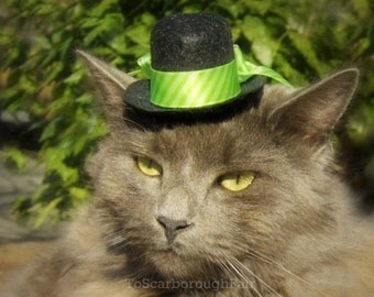 Cat Hat Dress Up Top Hat for Cats and Dogs by ToScarboroughFair
