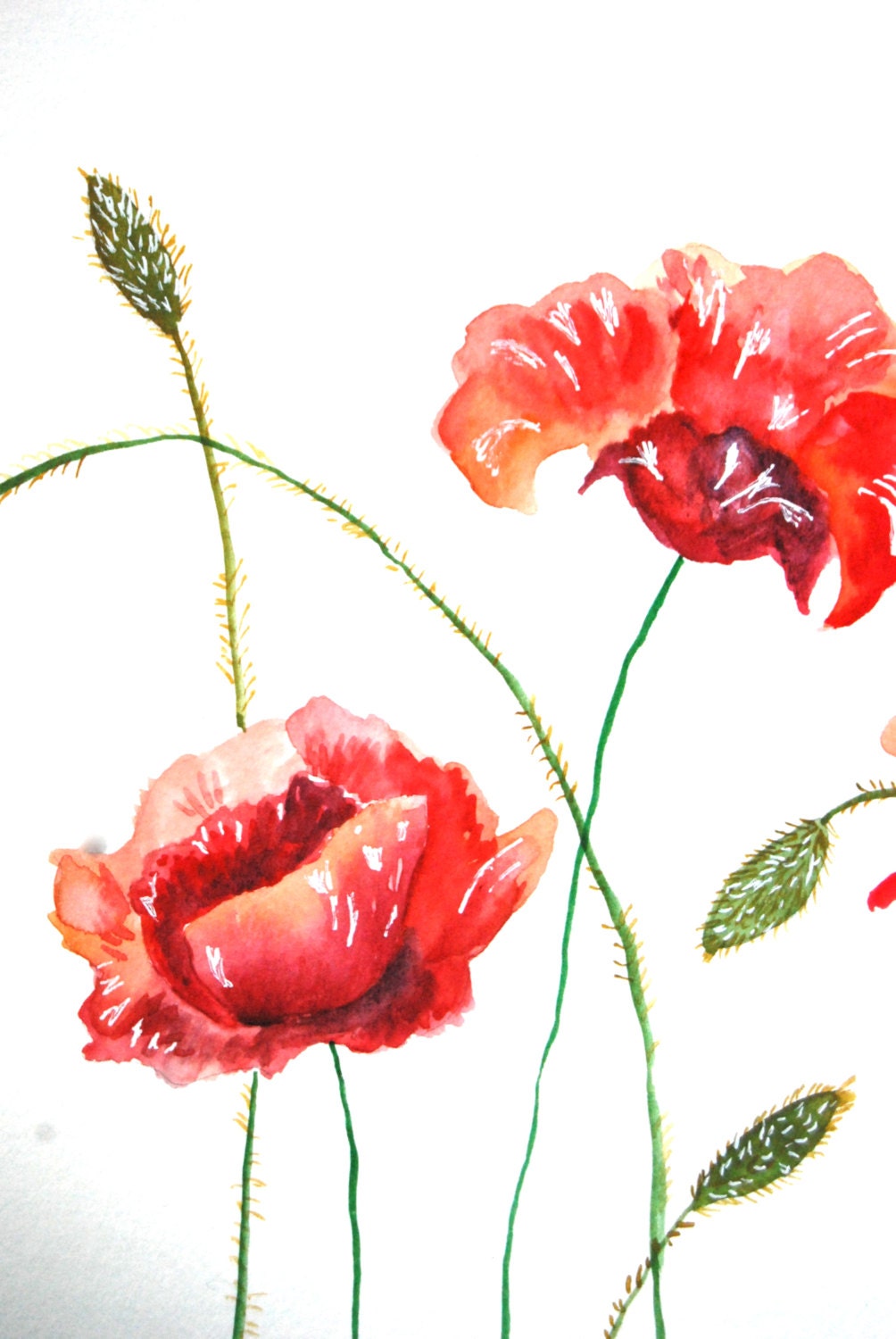 Watercolor Painting Poppies Original Painting 11x15 by WoodPigeon