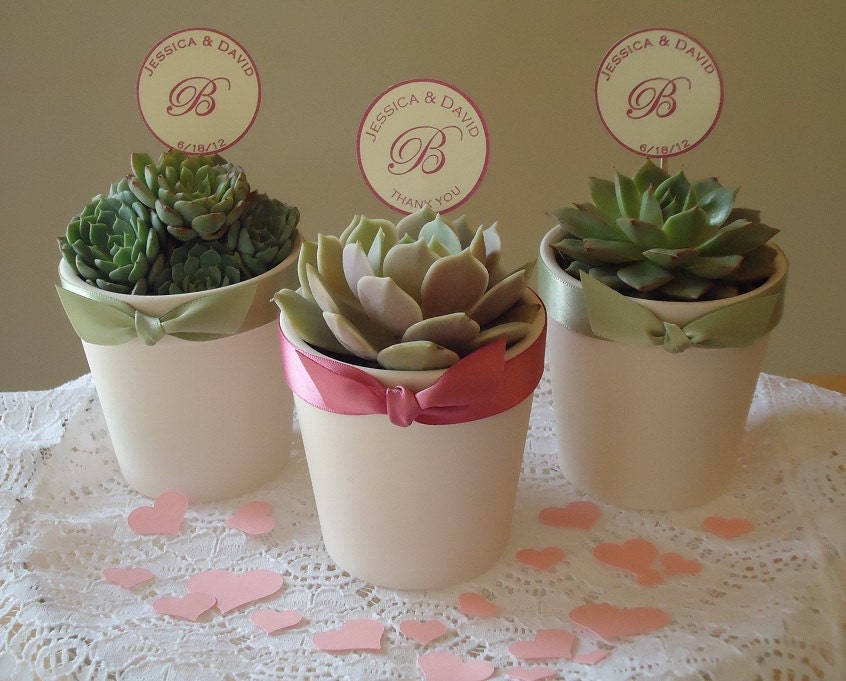 286 New baby shower party favors plants 789 12 Succulent Plant Rosette Favors in White by SucculentDESIGNS 