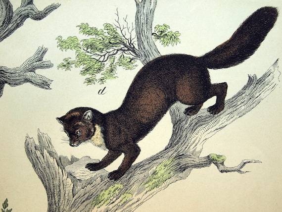 Antique Print of Mongoose, Martens, Polecat, and Genet - 1889 Large Chromolithograph