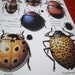 2 Beetles Insects Plates Scientific Prints Scrab Bugs Vintage Book Illustrations for Mixed Media, Altered Art or Walls, Bees Flies Bugs