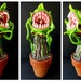 Carnivorous plant sculpture