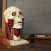 Anatomical Skull / Vintage 1960s Renwal Visible Head