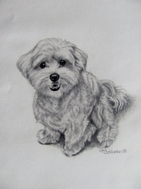 The Maltese Original Hand Drawn Sketch by gensart on Etsy