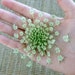 Green Wedding Flowers, Queen Anne's Lace, Dried Flowers, Carrot Flowers