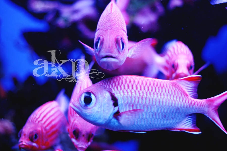 24 x 16 Ready-to-Hang Bright Pink Tropical Fish