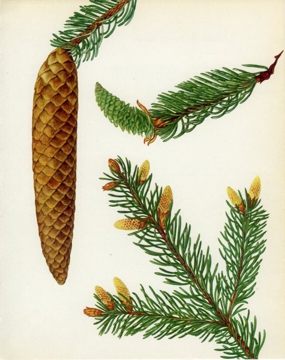 Vintage Tree Print Common or Norway Spruce Christmas Tree