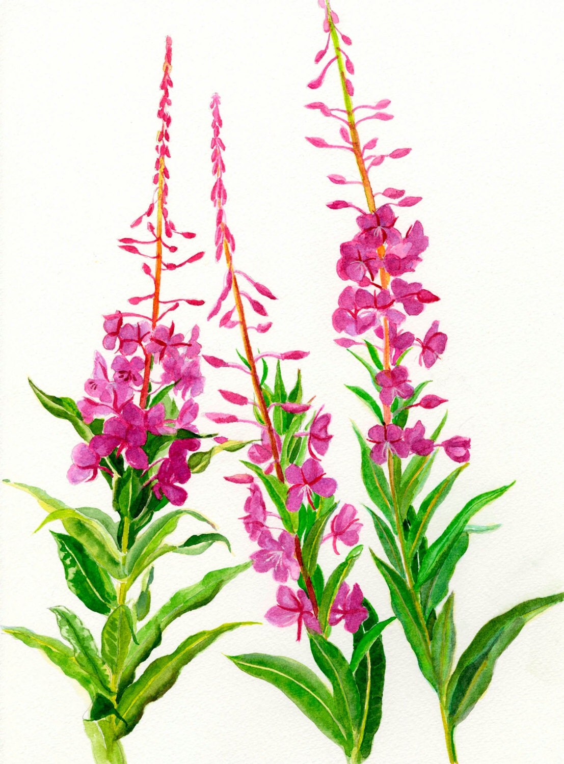 FIREWEED Art Reproduction Watercolor Print 8-1/2 x 11