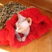 Fur Buddy Products Exclusive and Original Design Easy Entry Buddy Bag Tiny Tot..18" w x 25" D
