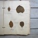 1930s botany notebook