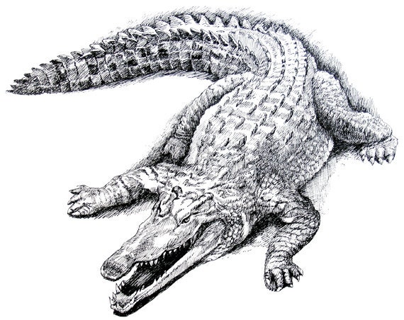 Crocodile drawing pen drawing print from original crocodile
