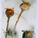 Seedpods Botanical Art Original Watercolor Painting