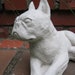 cement boston terrier statue