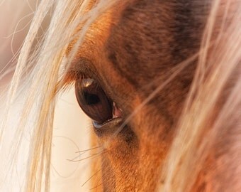 Horse Photography Horse Art