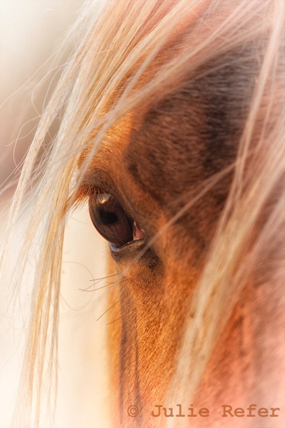 Horse Photography Horse Art