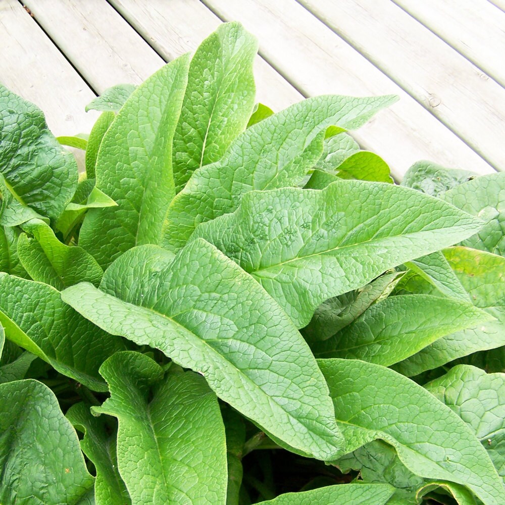 RAW Sun Dried Comfrey Organically Grown Hand Harvested