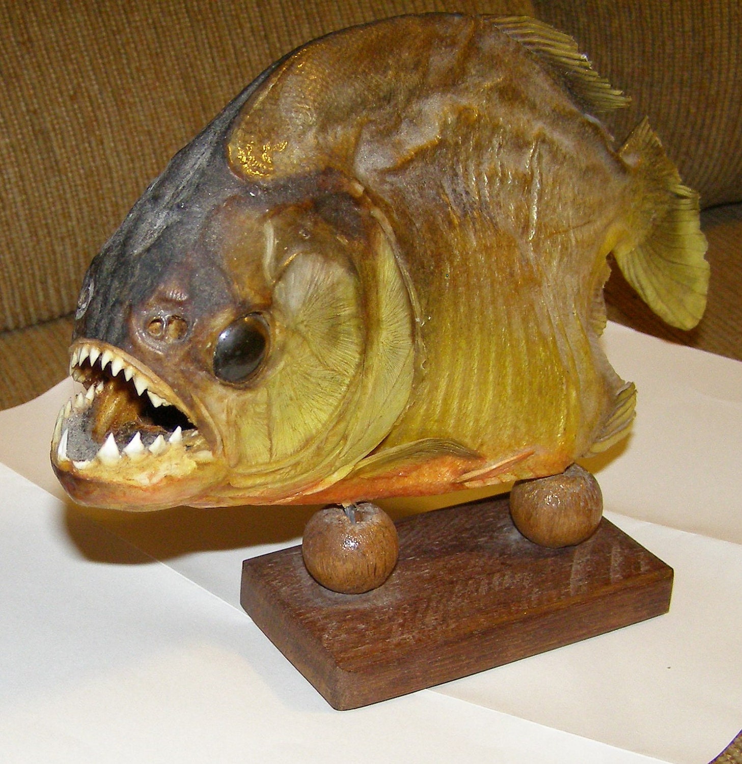 PIRANHA taxidermy amazon killer fish sharp by THEHIPPIEGYPSYVTG