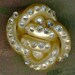 Vintage Extruded Spaghetti Celluloid Rhinestone Button 1-1/8 inch 29mm