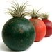 Repurposed Croquet Ball with Air Plant