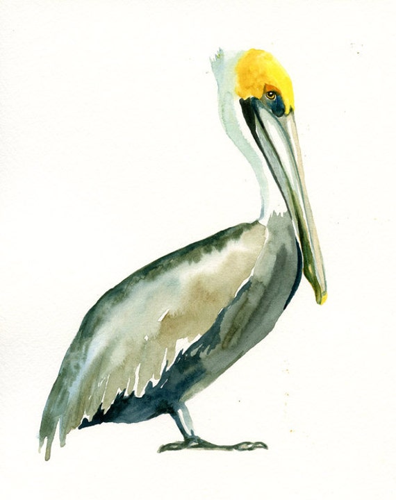 BROWN PELICAN 5x7 Print Art Print-Bird Watercolor by dimdimini