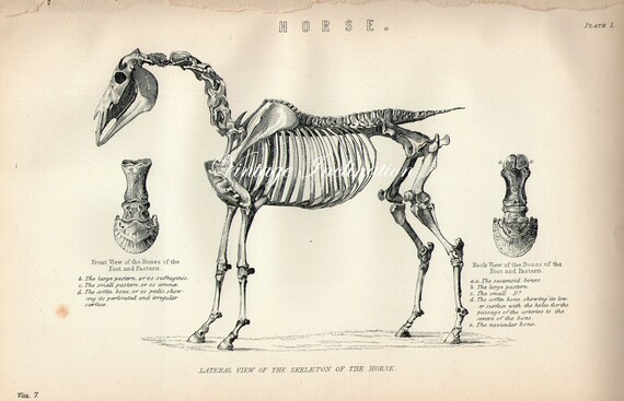 Antique Print HORSE ANATOMY Chart 1 1890 beautiful wall art