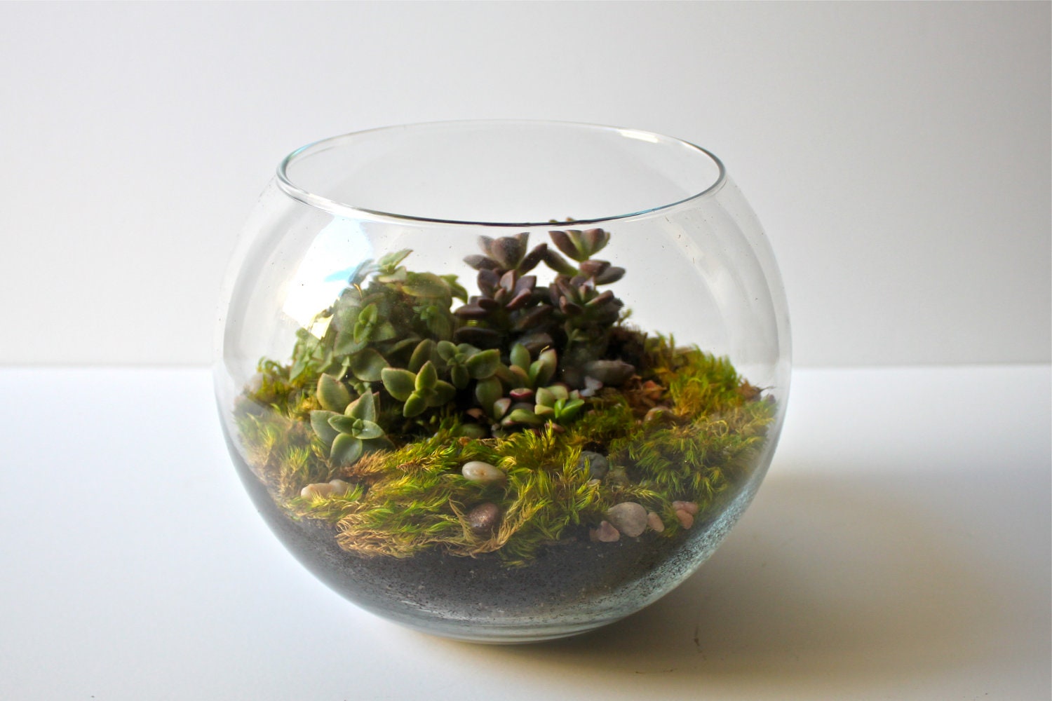 Succulent Terrarium in Glass Bowl