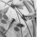 Dragonflies, damselflies in their natural environment : Antique 1890s engraving, ready to be framed