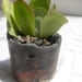 Two tone rustic planter with Kalanchoe