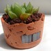 Hawarthia in hand created rustic planter
