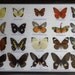 REAL 20 MIX BUTTERFLIES Collection Taxidermy Framed/BTF13E