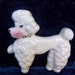 Pretty Poodle With Diamond Studded Collar