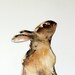 Rabbit watercolor, original watercolor painting, animal art, watercolor painting art.
