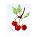 SALE Red Cherries on Stem, Original Pen and Ink Drawing with Watercolor on Yupo Paper, Red, Sprig Green, Cherry Trees, berries